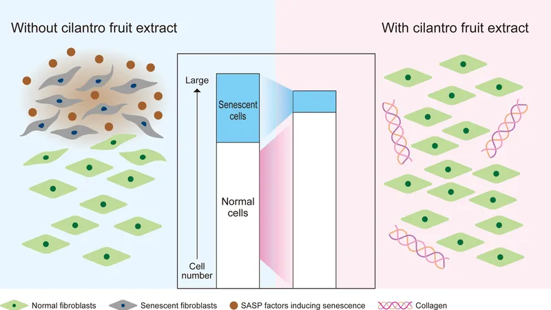 Shiseido illustration: skin cells without and with cilantro fruit extract, fewer senescent cells and more collagen on the right