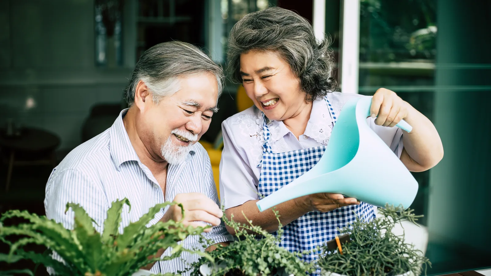 Older couple watering potted plants together with a watering can