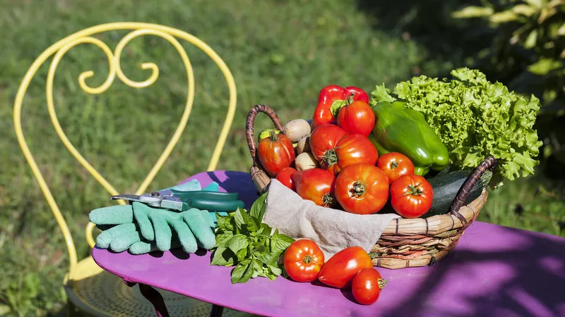 Basket of tomatoes, peppers, lettuce and basil on a garden table in bright sunlight